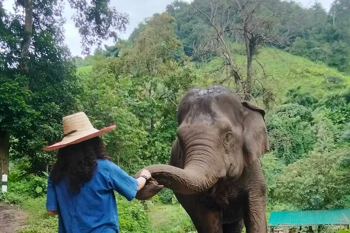 Elephant Experience and Hidden Jungle Waterfall Chiang Mai — photo 4