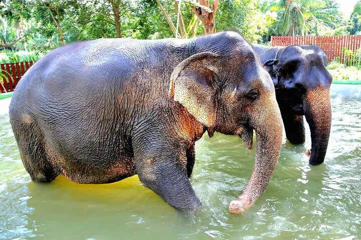 Elephant Nature Care, the largest elephant sanctuary on Koh Samui — photo 3