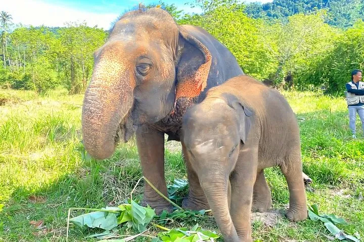 Elephant Nature Care, the largest elephant sanctuary on Koh Samui — photo 5