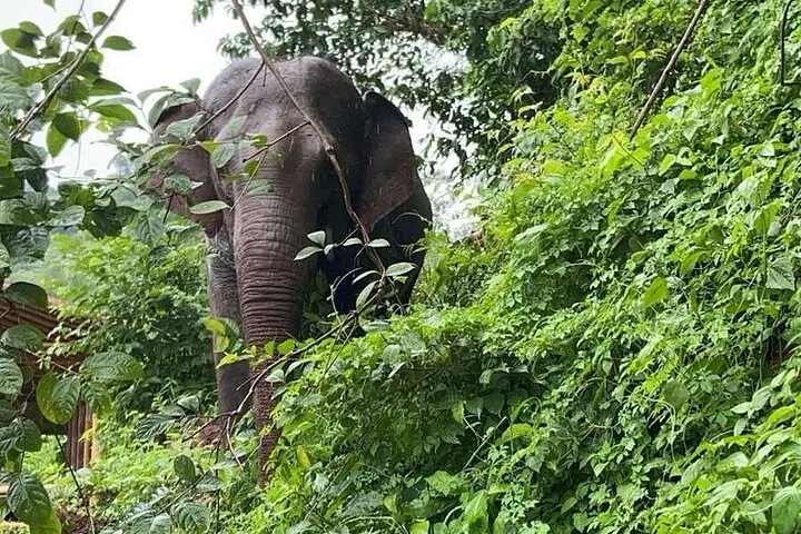 Elephant Sanctuary, Wat Ban Den & Sticky Waterfall — photo 2