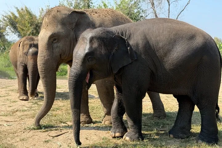 Elephant Sanctuary, Wat Ban Den & Sticky Waterfall — photo 3