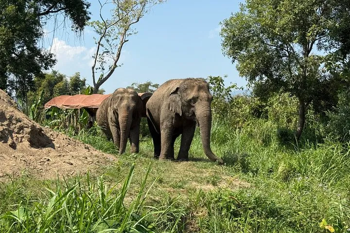 Elephant Sanctuary, Wat Ban Den & Sticky Waterfall — photo 4