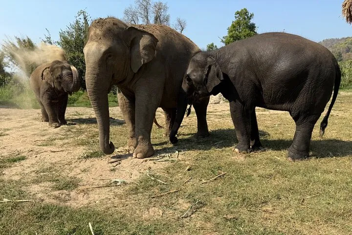 Elephant Sanctuary, Wat Ban Den & Sticky Waterfall