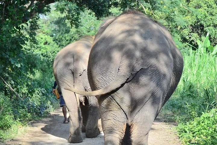 Experience Elephant Sanctuary + Sticky Waterfall — photo 2