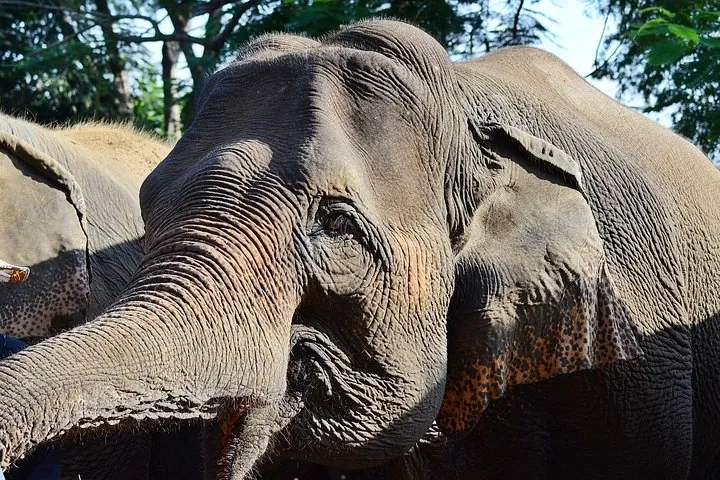 Experience Elephant Sanctuary + Sticky Waterfall — photo 3