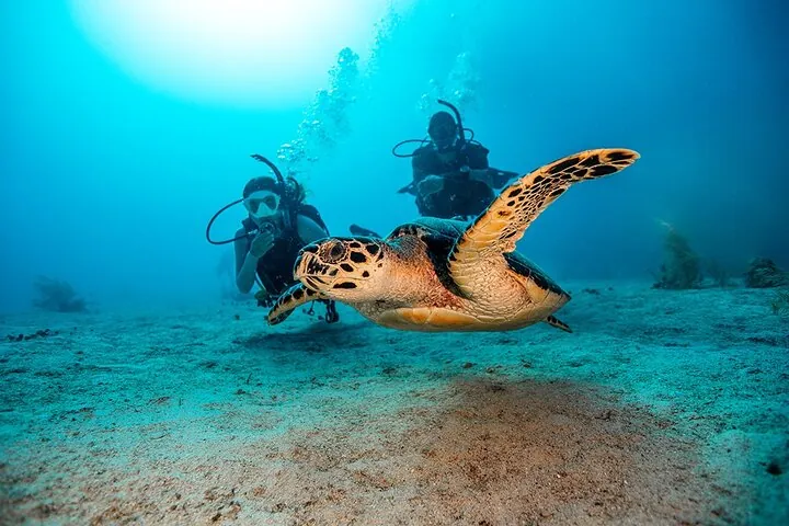 From Phi Phi: Half Day Trip for Certified Divers (2 Dives) — photo 4