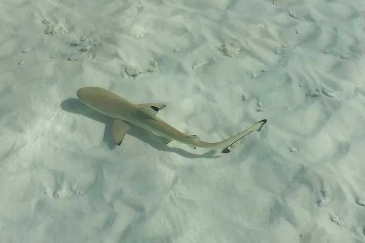 Black tip Shark