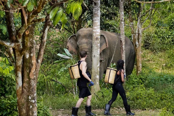 Full-Day Phuket Elephant Sanctuary Tour with Lunch and Dinner