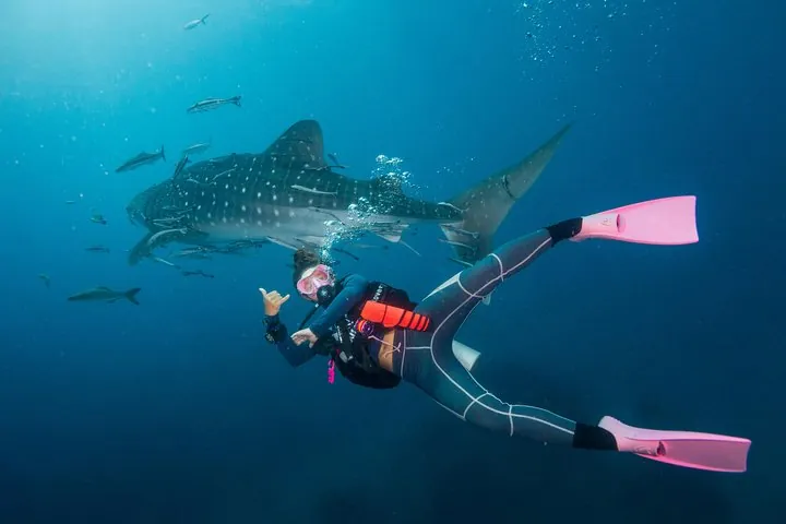 Fun Diving Packages (Certified Divers) — photo 2