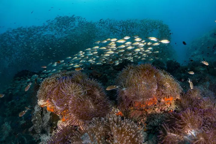 Fun Diving Packages (Certified Divers) — photo 4