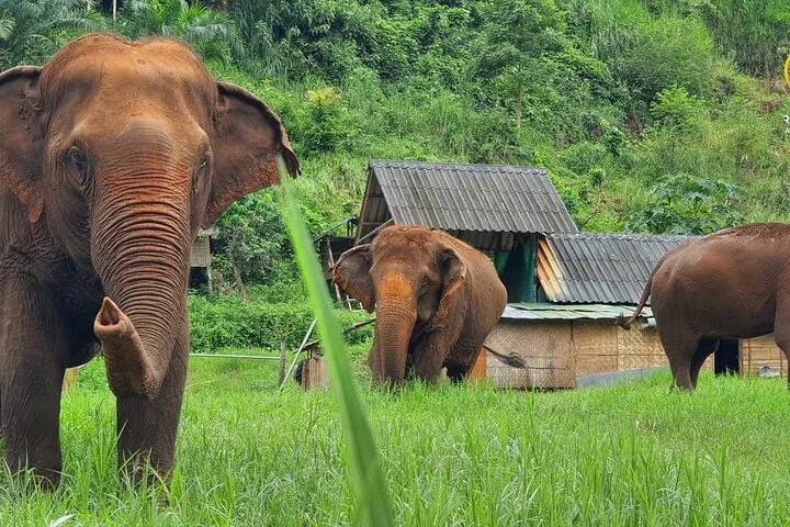 Half-Day Elephant Experience at Rantong — photo 4