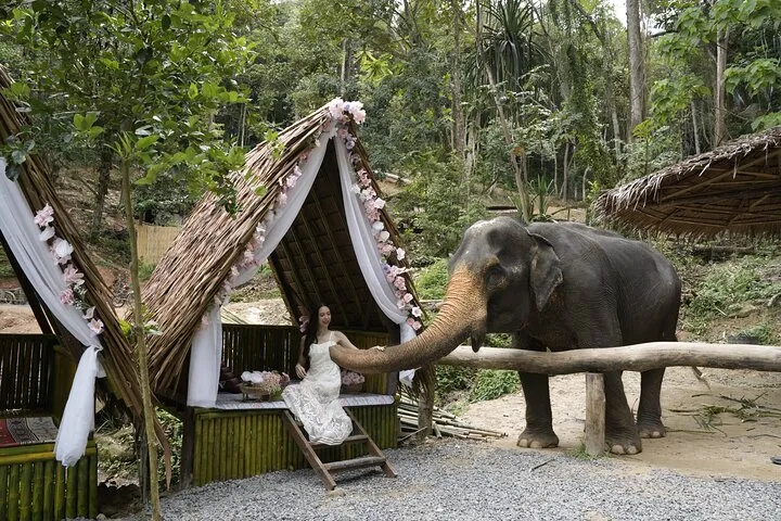 Half day with Elephants at Patong Elephant Hug （No ride No trick）