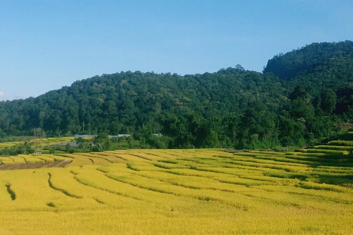 Rice Terrace at Mae Klang Luang Village, Doi Inthanon, Chiang Mai