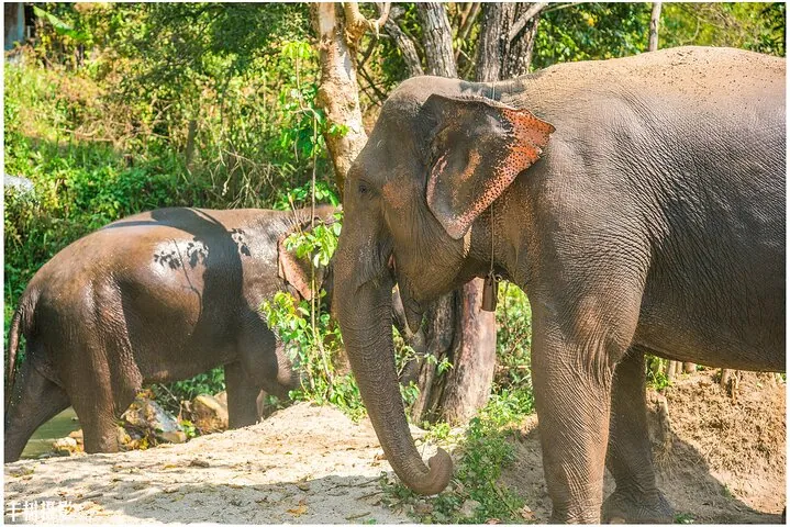 Inthanon Heaven Trail(Living Green Elephant Sanctuary) — photo 2