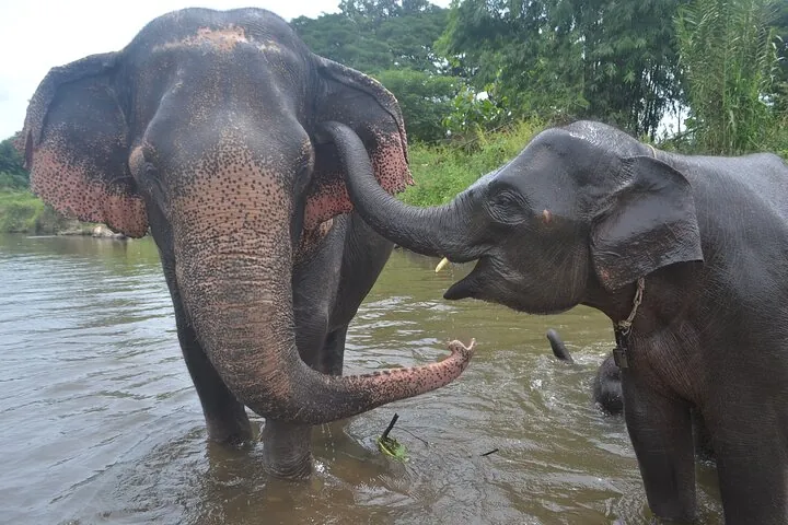 Inthanon Heaven Trail(Living Green Elephant Sanctuary) — photo 4