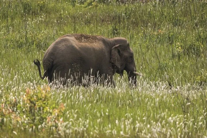 Khao Yai National Park Full-Day From Bangkok - Including Ticket — photo 3