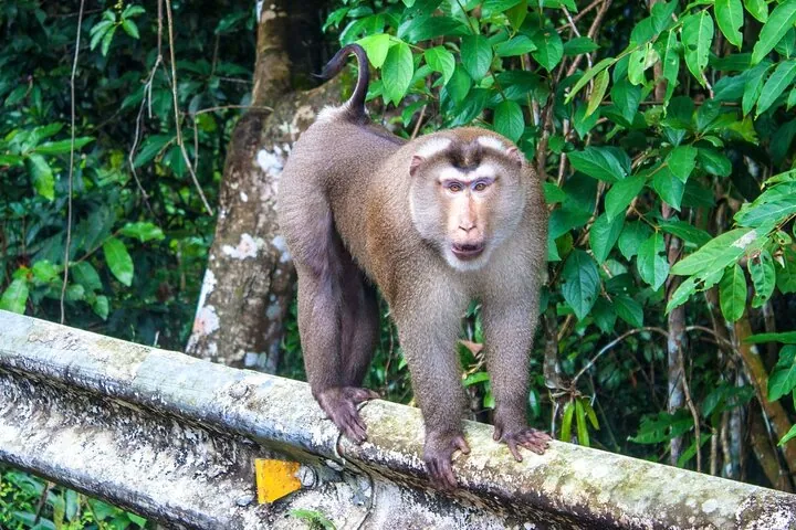 Khao Yai National Park Full-Day From Bangkok - Including Ticket — photo 5