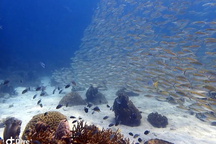 Koh Chang Dive Trip Including 3 Dives (Start at Koh Chang) — photo 4