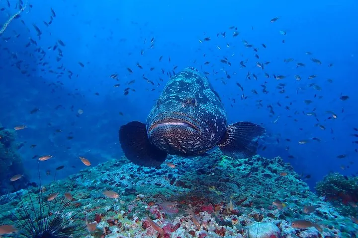 giant grouper