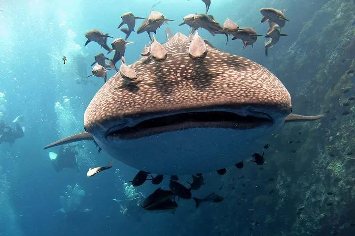 Koh Samui 2-Dive Trip to Sail Rock for certified divers