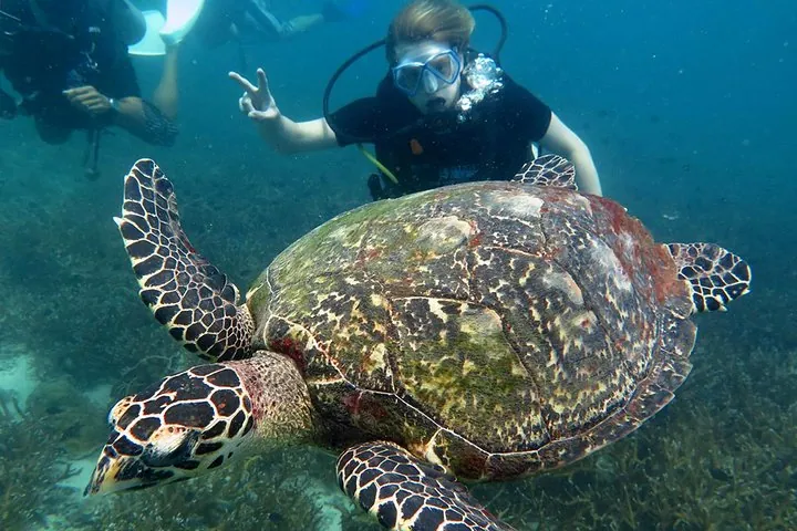 Turtle island
