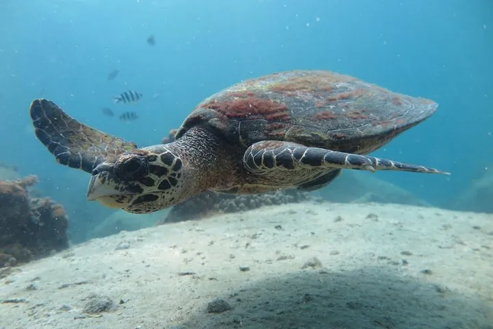 Koh Tao 2-Dive Day Trip from Koh Samui for certified divers — photo 4