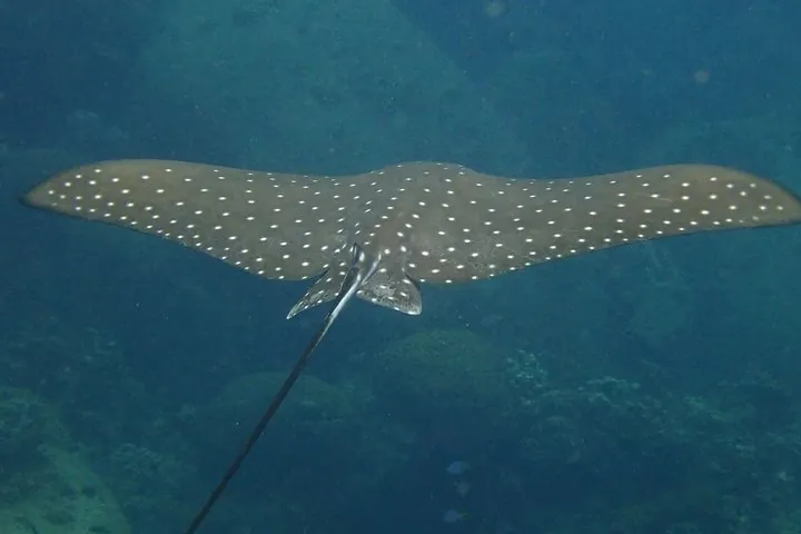 Koh Tao 2-Dive Day Trip from Koh Samui for certified divers — photo 5