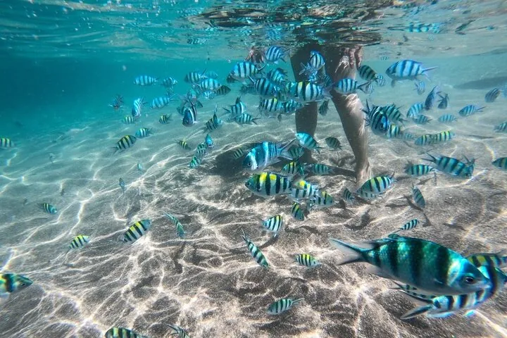 Koh Tao & Koh Nang Yuan Snorkeling Tour by Speed Boat from Samui — photo 4