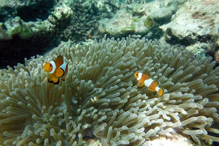 Snorkel with Nemo on the tour