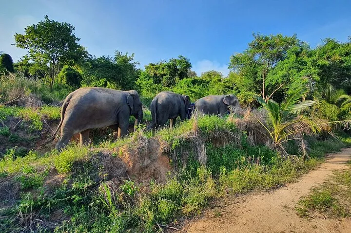 Living Green Elephant Sanctuary Experience near Bangkok & Pattaya — photo 2