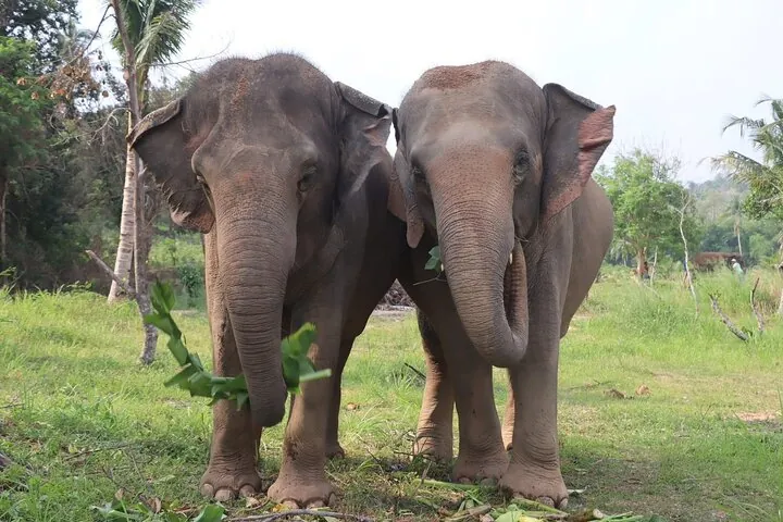 Living Green Elephant Sanctuary Experience near Bangkok & Pattaya — photo 3