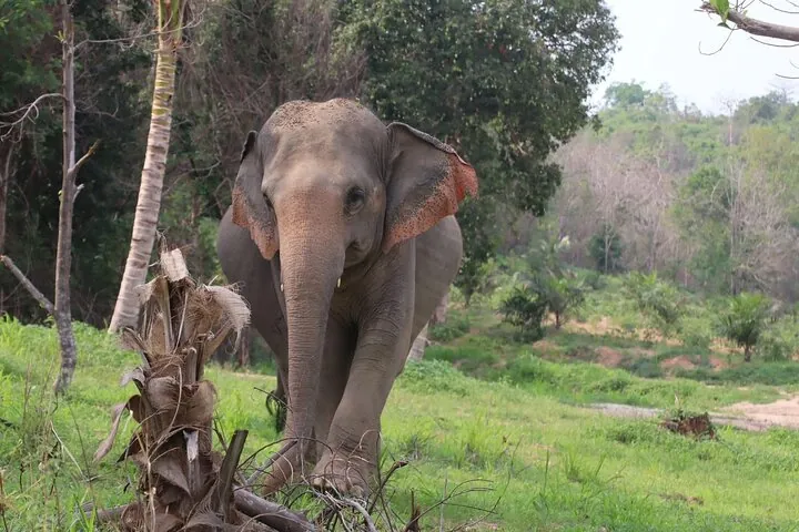 Living Green Elephant Sanctuary Experience near Bangkok & Pattaya — photo 4