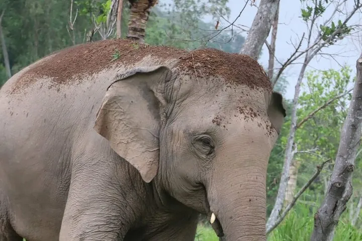 Living Green Elephant Sanctuary Experience near Bangkok & Pattaya — photo 5