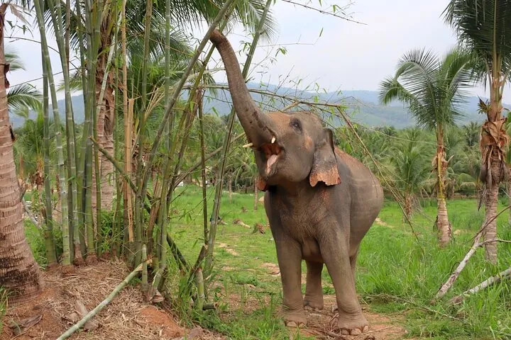 Living Green Elephant Sanctuary Tour from Bangkok and Pattaya — photo 3