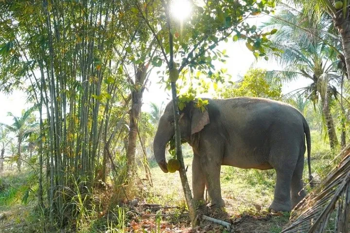 Living Green Elephant Sanctuary Tour from Bangkok and Pattaya — photo 4