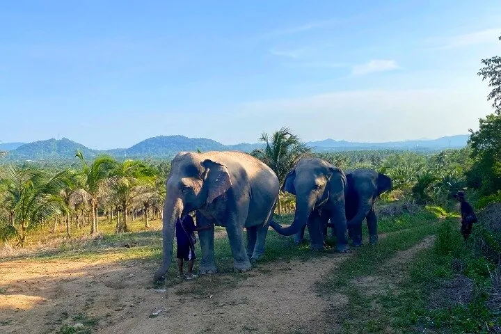 Living Green Elephant Sanctuary Tour from Bangkok and Pattaya — photo 5