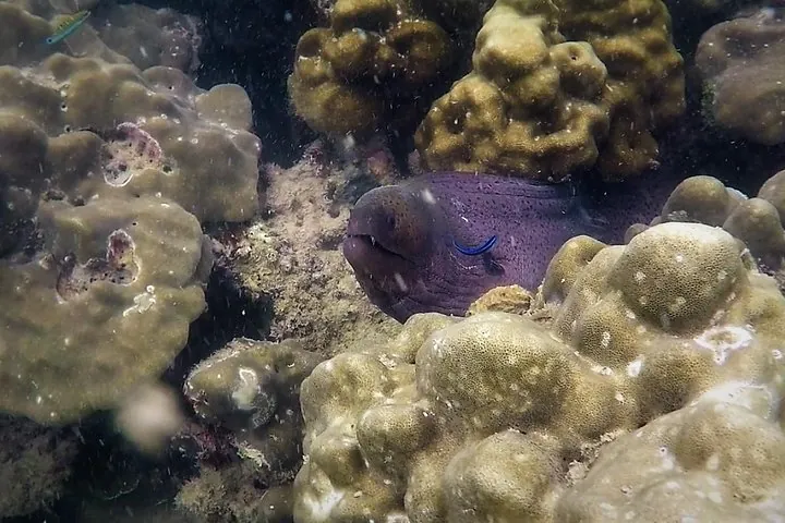 Moray Eel poking his head out of his hole.