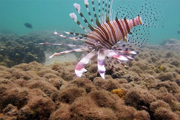 Lion fish drift over the corals at Khao Na Yak.