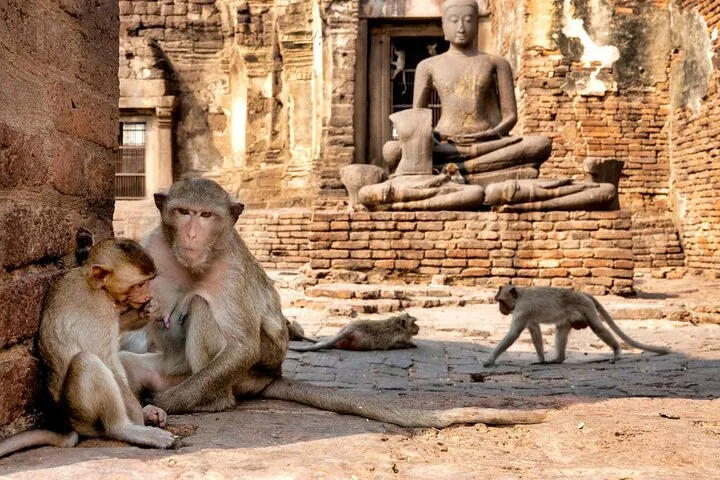 Lopburi Monkey Temple & Ayutthaya Old City Tour From Bangkok — photo 3