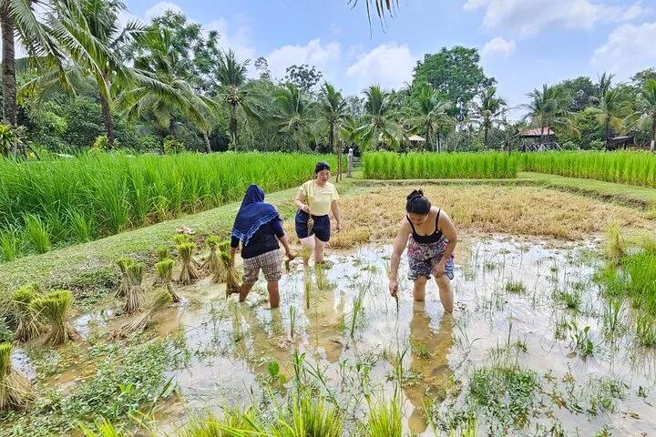 Old Phuket Farm Ticket – Countryside Local Life Culture