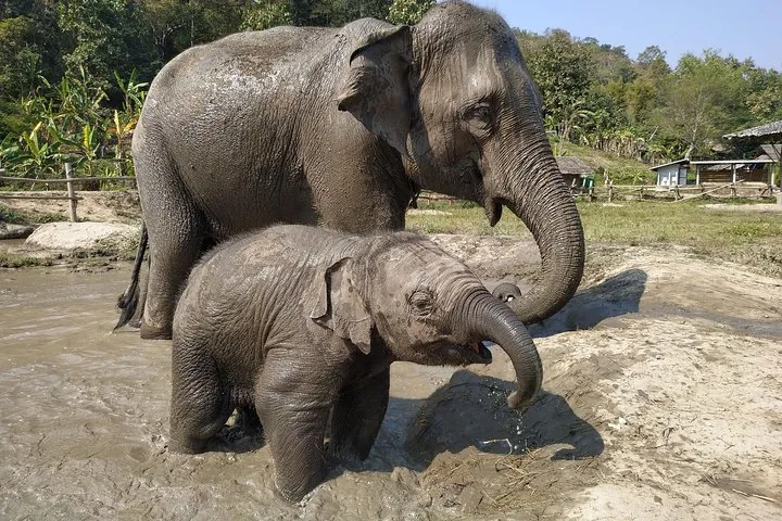 One Day Hiking and Elephant experience by Chiang Mai Elephant Home — photo 4