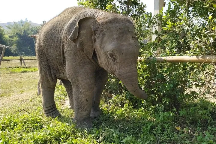 One Day Hiking and Elephant experience by Chiang Mai Elephant Home — photo 5