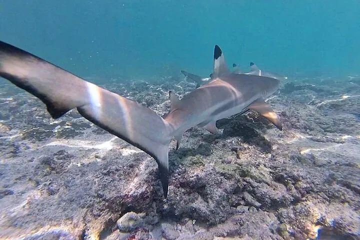 Phi Phi Private Tour from Krabi — photo 5