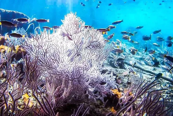 Phi Phi Tour from Krabi , Semi-Private only 12 Guests, Full Day — photo 4