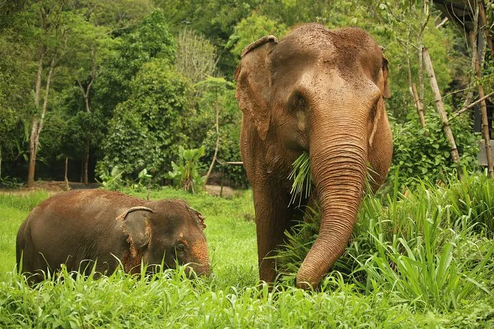 Phuket Elephant Nature Reserve Ethical Sanctuary