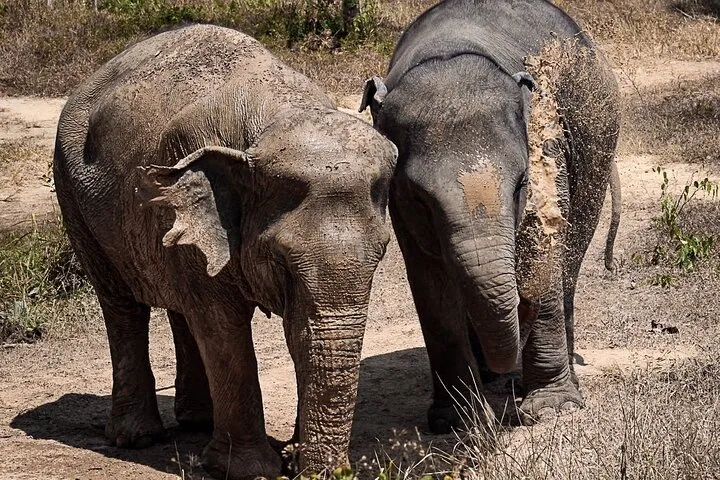 Phuket Elephant Sanctuary Canopy Walkway Tour