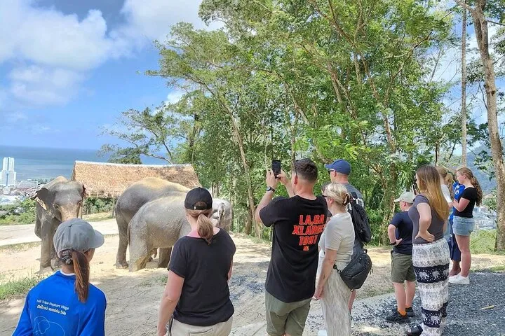 Phuket Guided Tour to Elephant Sanctuary with Hotel Transfers