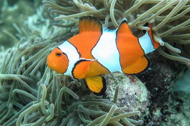 Best snorkeling in Krabi