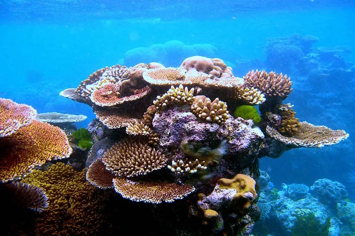 Beautiful Coral at Phi Phi Leh