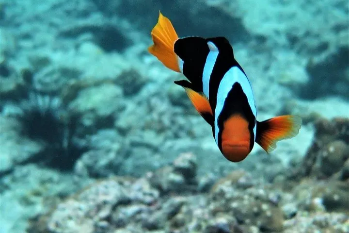 Nemo in 4 islands